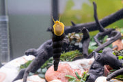 Orange Poso Rabbit Snails from JA, showcasing vibrant orange shells and detailed textures in a natural aquatic setting.