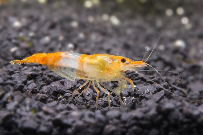 Bright orange Rili shrimp from JA, showcasing its vibrant color and detailed shell pattern on a clean background.