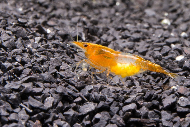 Fresh Orange Rili Shrimp from JA, showcasing vibrant orange and white striped seafood suitable for cooking or display.