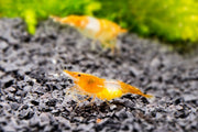 Fresh Orange Rili Shrimp from JA, showcasing vibrant orange color and detailed shell texture.