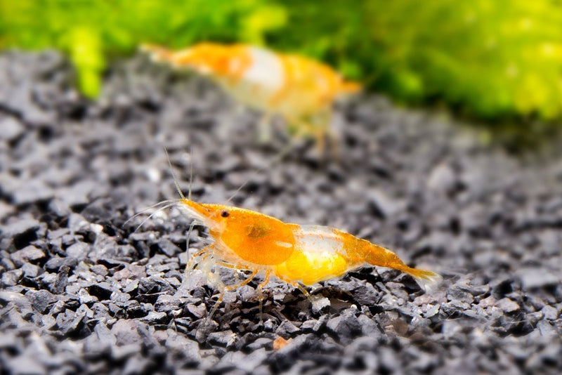 Fresh Orange Rili Shrimp from JA, showcasing vibrant orange color and detailed shell texture.