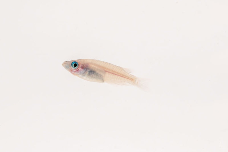 Brightly colored Oryzias Sp Galaxy Medaka rice fish swimming in clear water, showcasing vibrant patterns and small size.