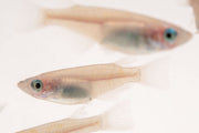 Oryzias Sp Galaxy Medaka Rice Fish swimming in clear water, showcasing vibrant colors and distinctive patterns, by JA.