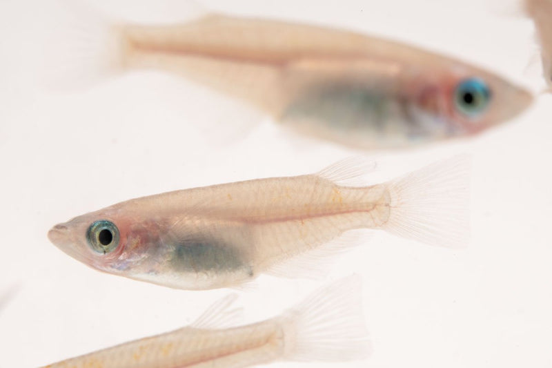 Oryzias Sp Galaxy Medaka Rice Fish swimming in clear water, showcasing vibrant colors and distinctive patterns, by JA.