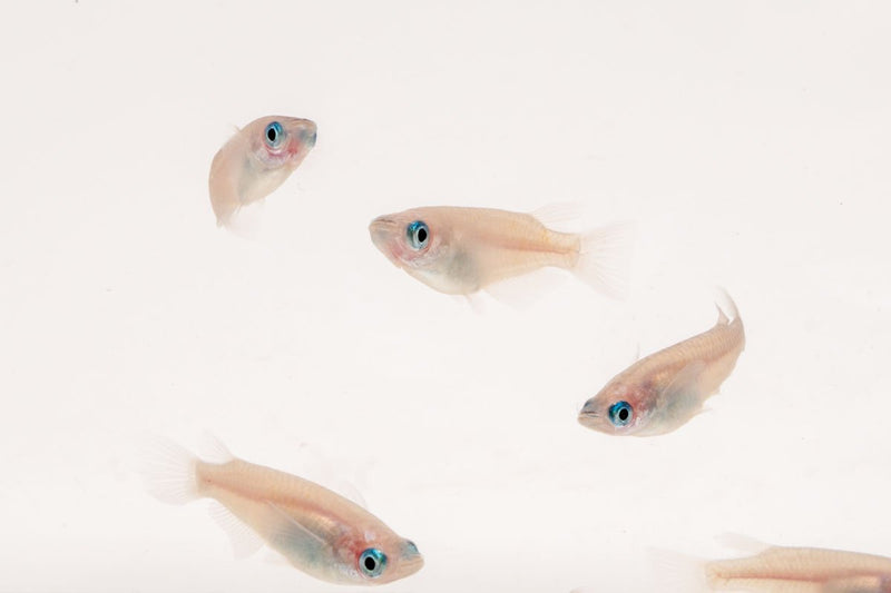 Oryzias Sp Galaxy Medaka rice fish swimming in a clear aquarium, showcasing its vibrant spotted pattern and small size.