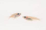 Oryzias Sp Galaxy Medaka Rice Fish swimming in a clear aquarium, showcasing vibrant colors and distinctive patterns.
