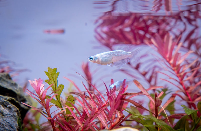 Oryzias Sp Galaxy Medaka rice fish swimming in an aquarium, showcasing vibrant colors and small freshwater fish from the JA brand.
