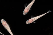 Oryzias Sp Galaxy Medaka Rice Fish, vibrant small freshwater fish from the JA brand, swimming in an aquarium.