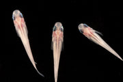 Oryzias Sp Galaxy Medaka Rice Fish swimming in water, showcasing vibrant colors and small size, from JA brand.