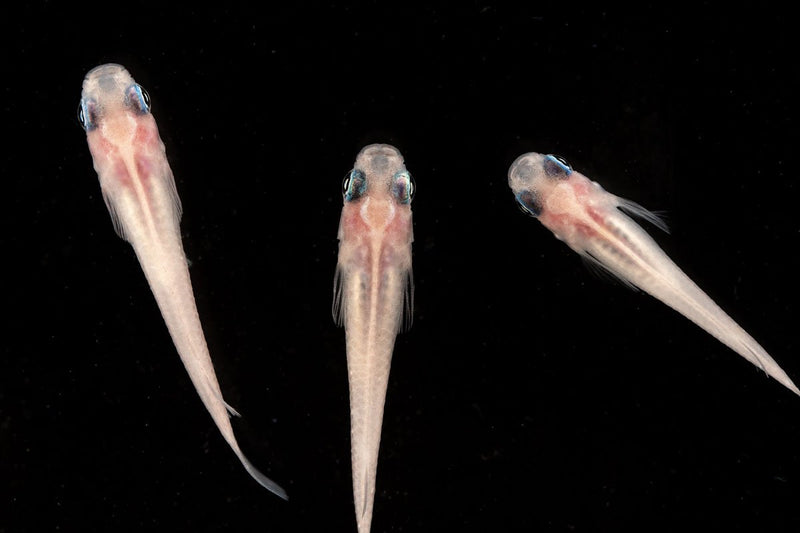 Oryzias Sp Galaxy Medaka Rice Fish swimming in water, showcasing vibrant colors and small size, from JA brand.