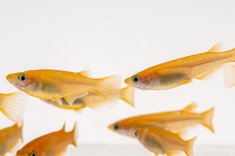 Pink Medaka rice fish from JA, showcasing vibrant pink coloration and small fish swimming in clear water.