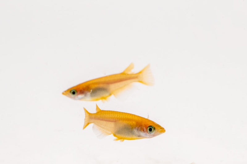 Pink Medaka rice fish from JA, small freshwater fish with vibrant pink coloration, swimming in a clear aquarium.