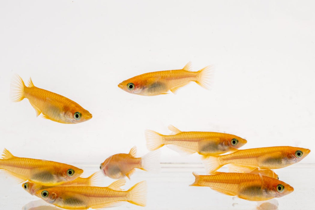 Oryzias Sp Pink Medaka Rice Fish - Planted Aquarium and Community Tanks ...