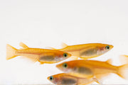 Pink Medaka Rice Fish from JA, small freshwater fish with vibrant pink coloration, swimming in an aquarium.