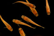Pink Medaka rice fish from the Oryzias Sp species by JA, shown swimming in a clear aquarium.