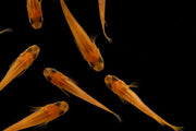 Pink Medaka rice fish, a vibrant freshwater fish from the Oryzias Sp Pink Medaka series by JA, shown in an aquarium setting.