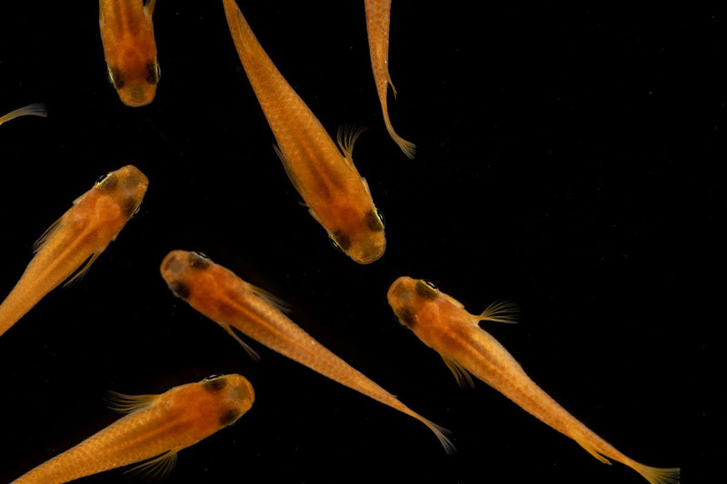 Pink Medaka rice fish, a vibrant freshwater fish from the Oryzias Sp Pink Medaka series by JA, shown in an aquarium setting.