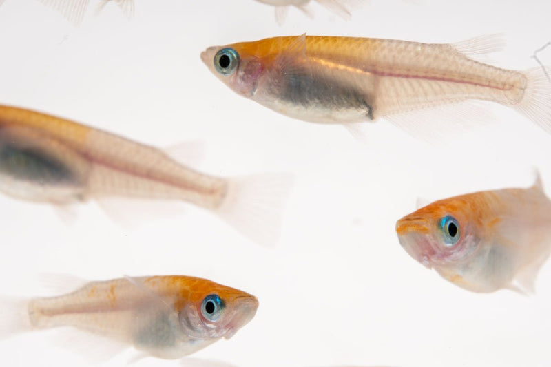 Red Cap Medaka rice fish from JA with vibrant red coloration, swimming in a clear aquarium.