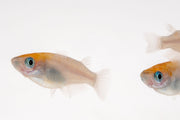 Red-capped Oryzias Sp Medaka rice fish swimming in a clear aquarium, showcasing vibrant colors and distinctive red head.