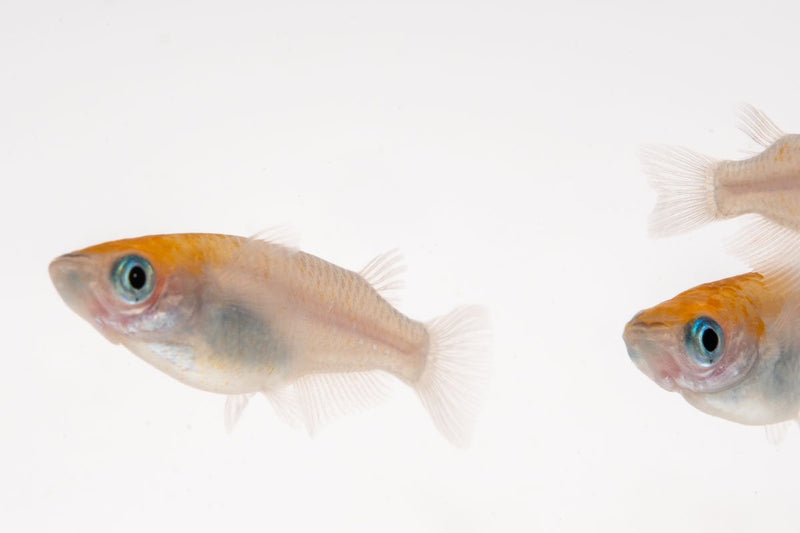 Red-capped Oryzias Sp Medaka rice fish swimming in a clear aquarium, showcasing vibrant colors and distinctive red head.
