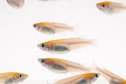 Bright red-cap Oryzias Sp Medaka Rice Fish swimming in clear water, showcasing vibrant coloration and slender body shape.