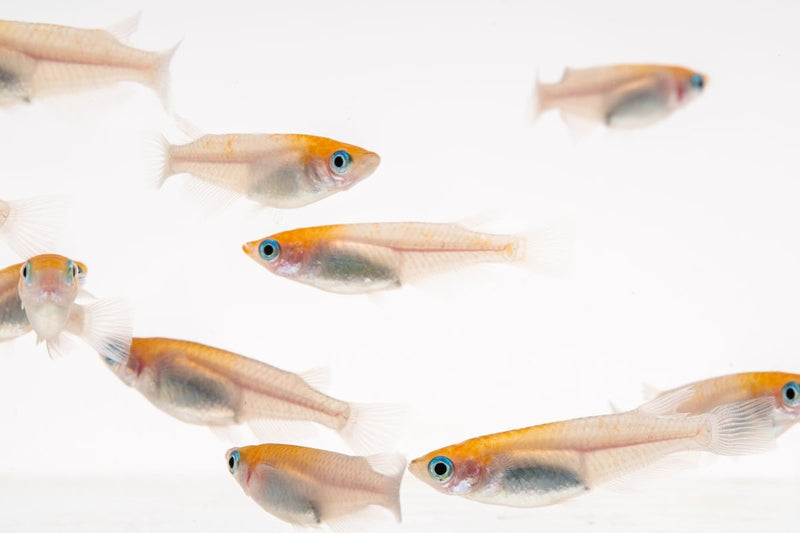 Red-capped Oryzias Sp. Medaka rice fish swimming in clear water, showcasing vibrant red cap and sleek body.
