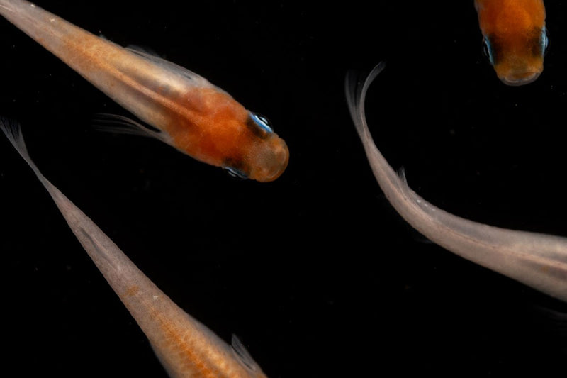 Red-cap Medaka rice fish from JA, small colorful fish with vibrant red markings, swimming in clear water.