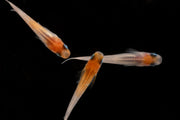 Red-cap Medaka rice fish from JA, small freshwater fish with vibrant red markings, swimming in an aquarium.