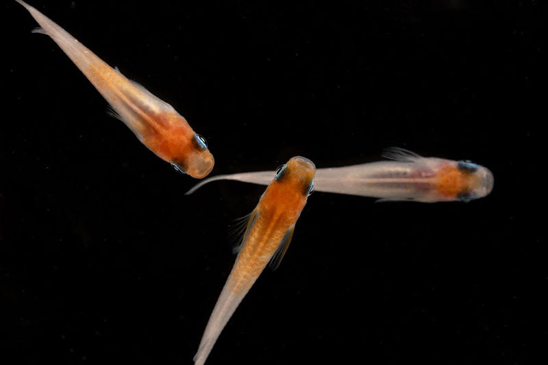 Red-cap Medaka rice fish from JA, small freshwater fish with vibrant red markings, swimming in an aquarium.