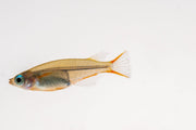 Oryzias Sp Woworae Medaka rice fish swimming in a clear aquarium, showcasing vibrant colors and small size.