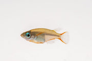Oryzias Sp Woworae Medaka Rice Fish swimming in clear water, showcasing vibrant colors and detailed fins.