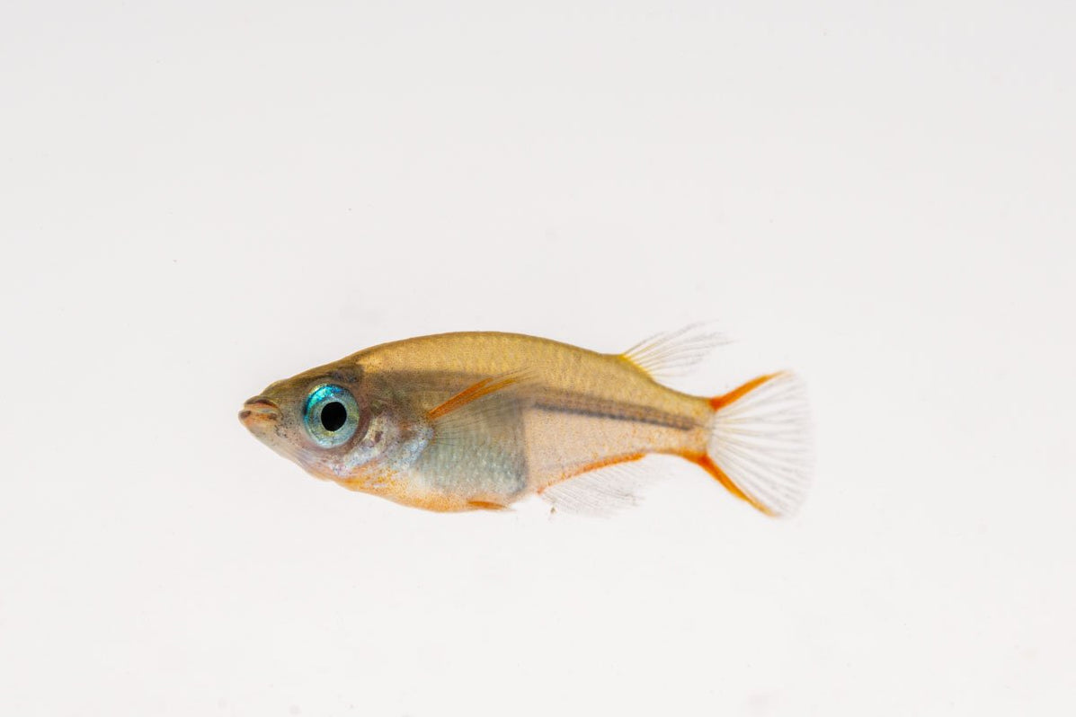 Oryzias Sp Woworae (Daisy's Blue Ricefish)