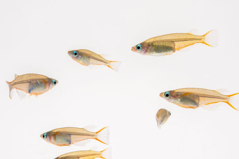Oryzias Sp Woworae Medaka Rice Fish, small colorful freshwater fish from the JA brand swimming in clear water.