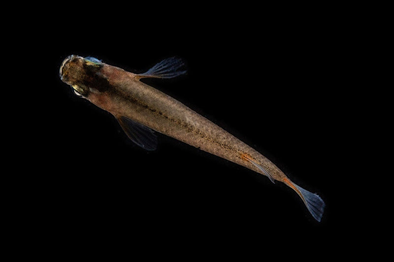 Oryzias Sp Woworae Medaka rice fish swimming in a tank, vibrant color, clear water, and aquatic plants visible behind.
