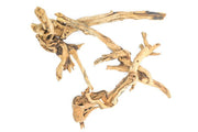 Pacific Wood Driftwood - Buce Plant