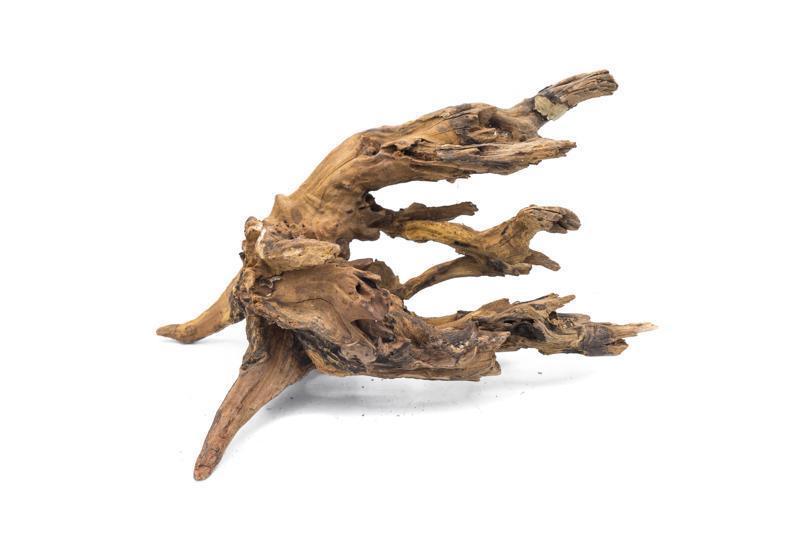 Pacific Wood Driftwood - Buce Plant