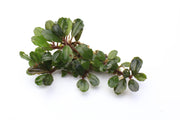 Bucephalandra Peacock Bucephalandra - Buce Plant