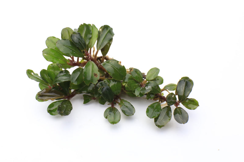 Bucephalandra Peacock Bucephalandra - Buce Plant