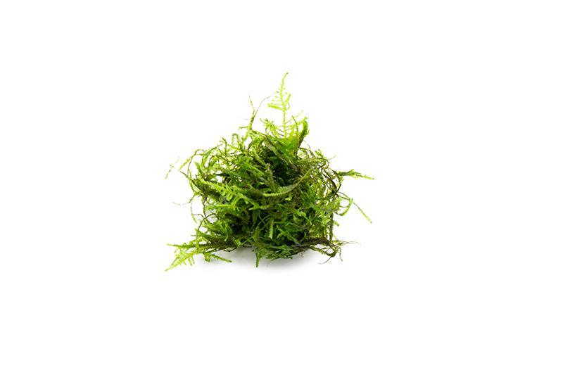 Bright green Peacock Moss from BUCE, close-up of lush moss with vibrant, feathery texture suitable for terrariums and vivariums.