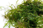 Bright green Peacock Moss from BUCE, showcasing lush, dense moss with vibrant, feather-like foliage.