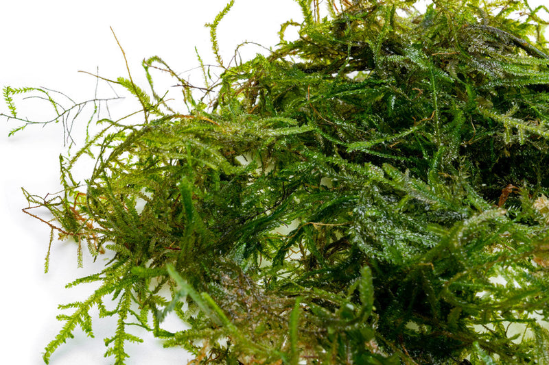 Bright green Peacock Moss from BUCE, showcasing lush, dense moss with vibrant, feather-like foliage.