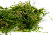 Close-up of lush green Peacock Moss from BUCE, showcasing dense, vibrant moss with intricate textures.