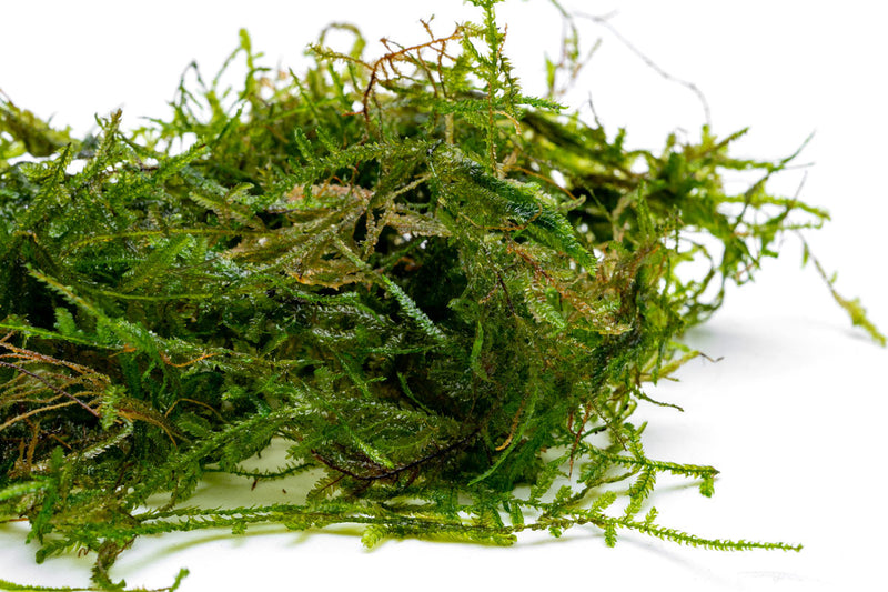 Close-up of lush green Peacock Moss from BUCE, showcasing dense, vibrant moss with intricate textures.