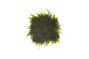 Peacock moss plant mounted on stainless steel, showcasing vibrant green moss with delicate textures on a sleek metal surface.