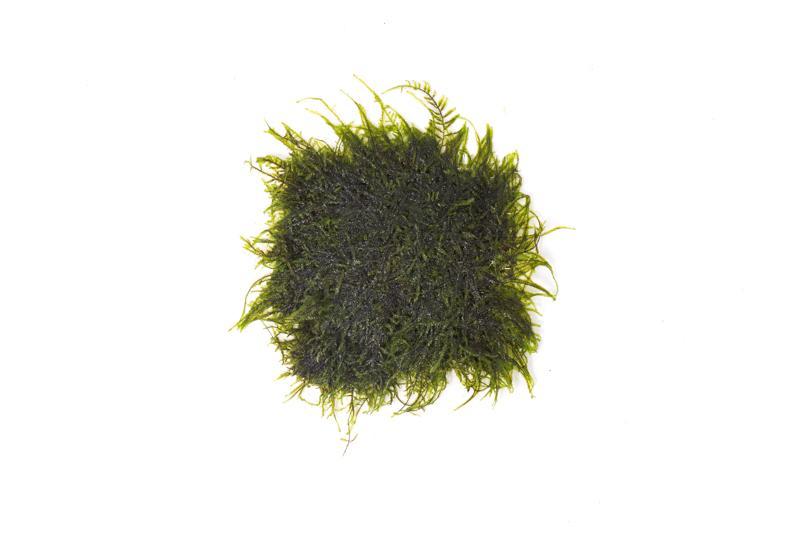 Peacock moss plant mounted on stainless steel, showcasing vibrant green moss with delicate textures on a sleek metal surface.