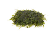 Peacock moss plant on stainless steel surface, showcasing vibrant green moss with delicate, feathery textures.