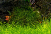 Bright green peacock moss mounted on stainless steel, showcasing lush, delicate moss texture and vibrant color for botanical decoration.
