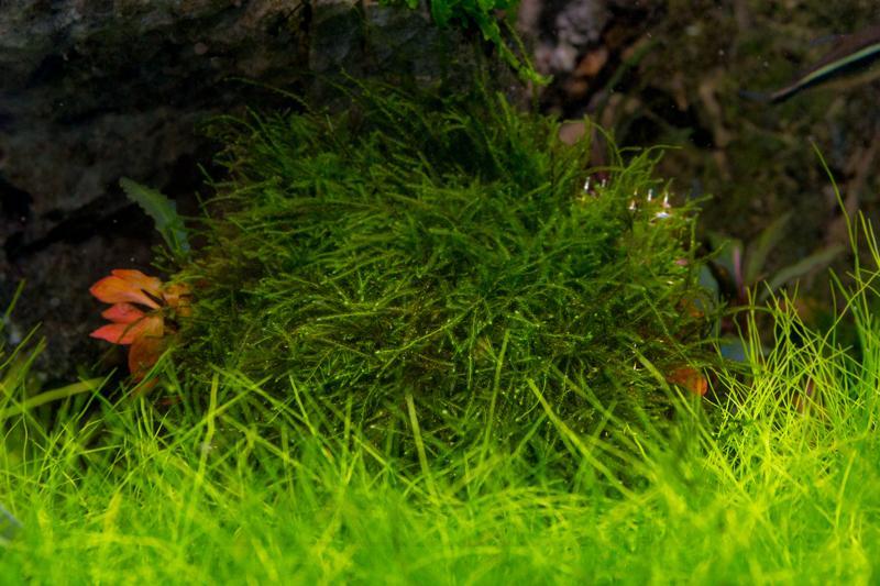 Bright green peacock moss mounted on stainless steel, showcasing lush, delicate moss texture and vibrant color for botanical decoration.