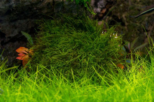 Peacock moss plant displayed on stainless steel surface, showcasing vibrant green moss with peacock-like fronds from BUCE.
