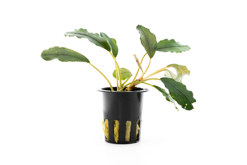 Bucephalandra Pearl Grey Bucephalandra - Buce Plant